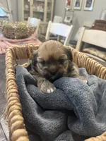 Coco , a female Shih Tzu for sale in Sacramento, CA – 3 of 4