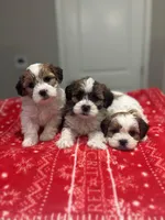 Cookie, a male Shih Tzu for sale in Sacramento, CA – Photo 2 of 3