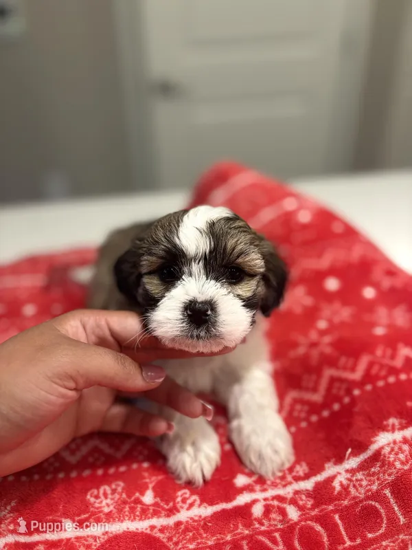 Cookie – Shih Tzu puppy for sale in Sacramento, CA