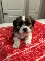 Cookie, a male Shih Tzu for sale in Sacramento, CA – Photo 3 of 3