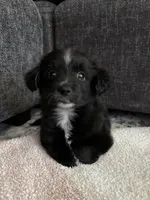 Bell, a female Pomchi for sale in Sacramento, CA – 2 of 4