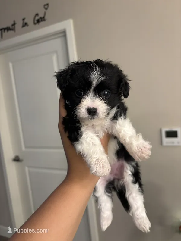 Bella – Maltipoo puppy for sale in Sacramento, CA