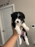 Bella, a female Maltipoo for sale in Sacramento, CA – 1 of 3