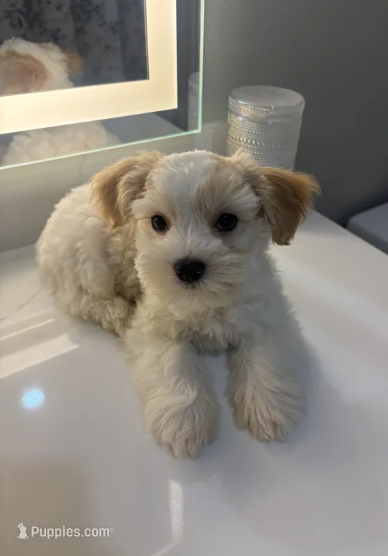 Milo – Maltipoo puppy for sale in Sacramento, CA