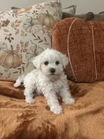 Benji, a male Poodle - Toy  for sale in Sacramento, CA – 2 of 4