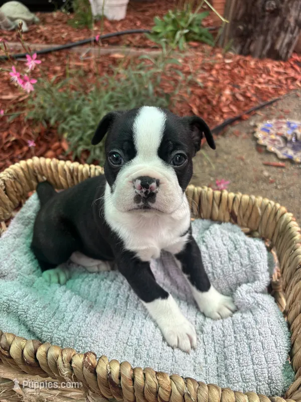 Benny  – Boston Terrier puppy for sale in Sacramento, CA