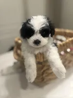 Junior , a male Maltipoo for sale in Sacramento, CA – Photo 2 of 2