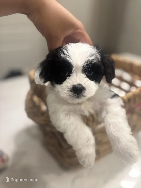 Junior  – Maltipoo puppy for sale in Sacramento, CA