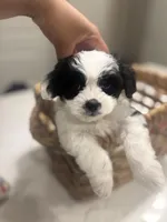 Junior , a male Maltipoo for sale in Sacramento, CA – Photo 1 of 2