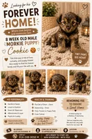 Cookie 🍪 , a male Morkie for sale in Sacramento, CA – 1 of 2