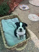Bella, a female Boston Terrier for sale in Sacramento, CA – 2 of 2
