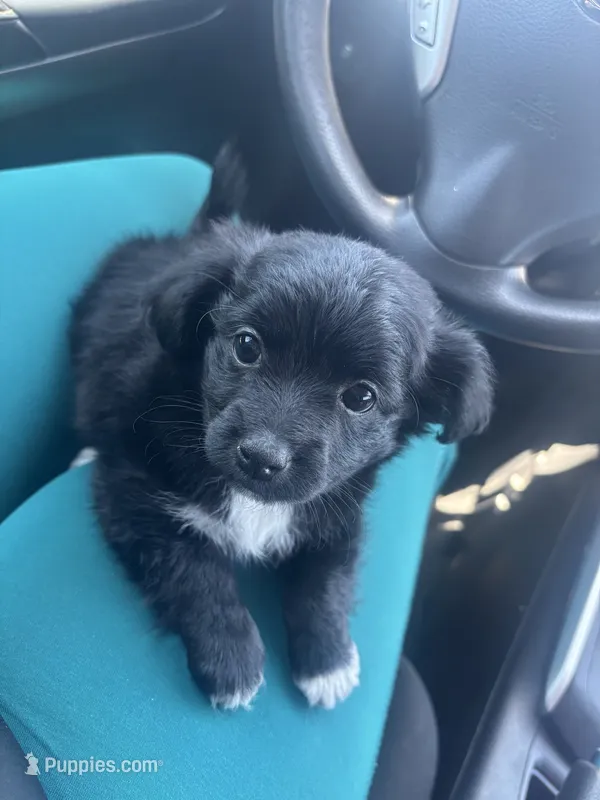 Onyx  – Chipoo puppy for sale in Sacramento, CA