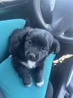 Onyx , a male Chipoo for sale in Sacramento, CA – 1 of 2