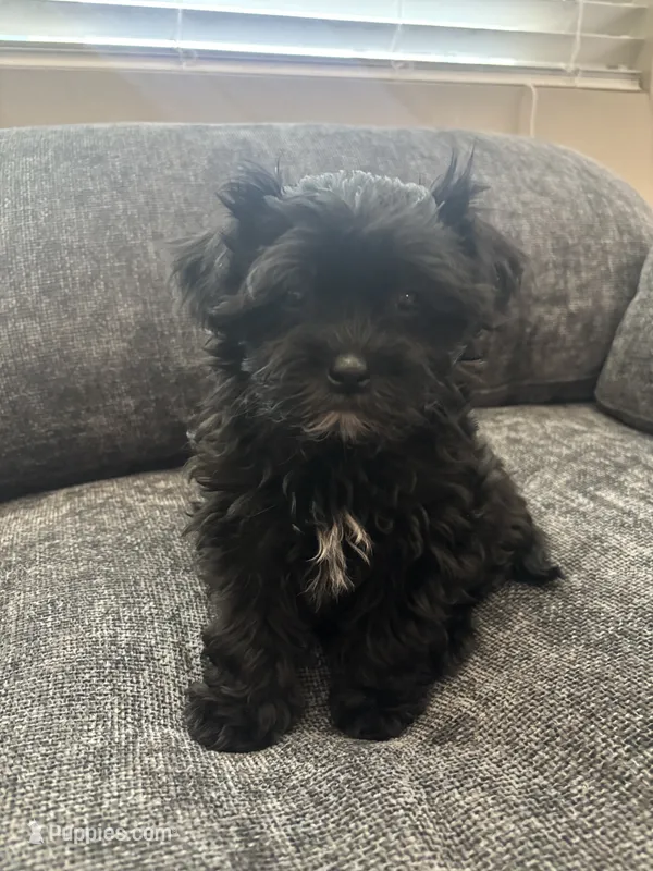 Daisy  – Maltipoo puppy for sale in Sacramento, CA