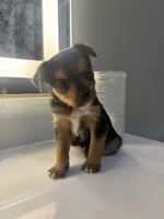 Lola, a female Chorkie for sale in Sacramento, CA – 3 of 3