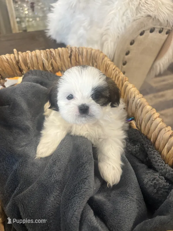 Dove 🕊️  – Shih Tzu puppy for sale in Sacramento, CA