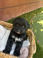 Bella, a female Yorkipoo for sale in Sacramento, CA – 3 of 4
