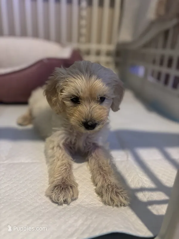Bella – Maltipoo puppy for sale in Sacramento, CA