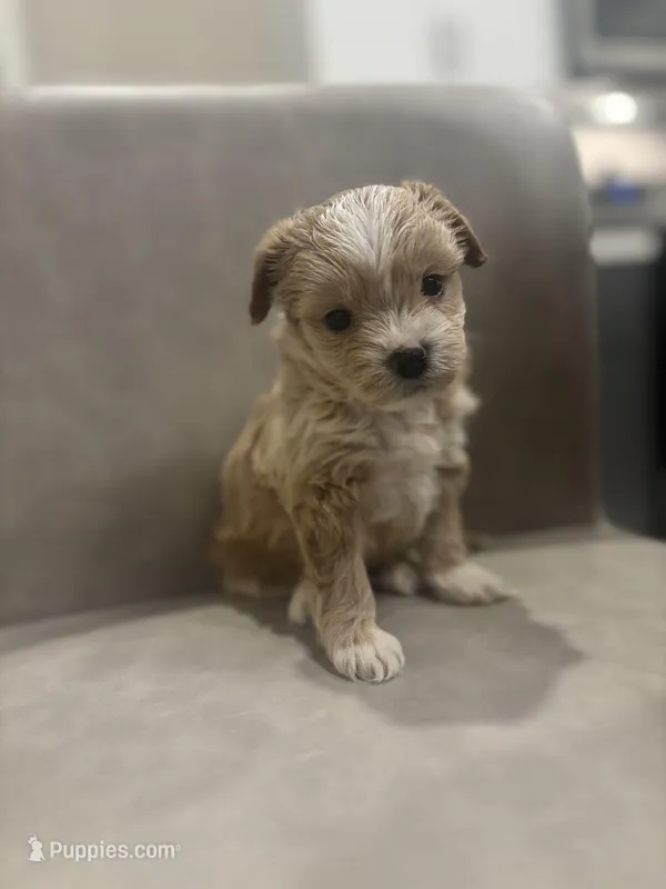 Bear – Maltipoo puppy for sale in Sacramento, CA