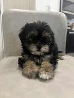 Cleo , a female Shihpoo for sale in Sacramento, CA – 4 of 4