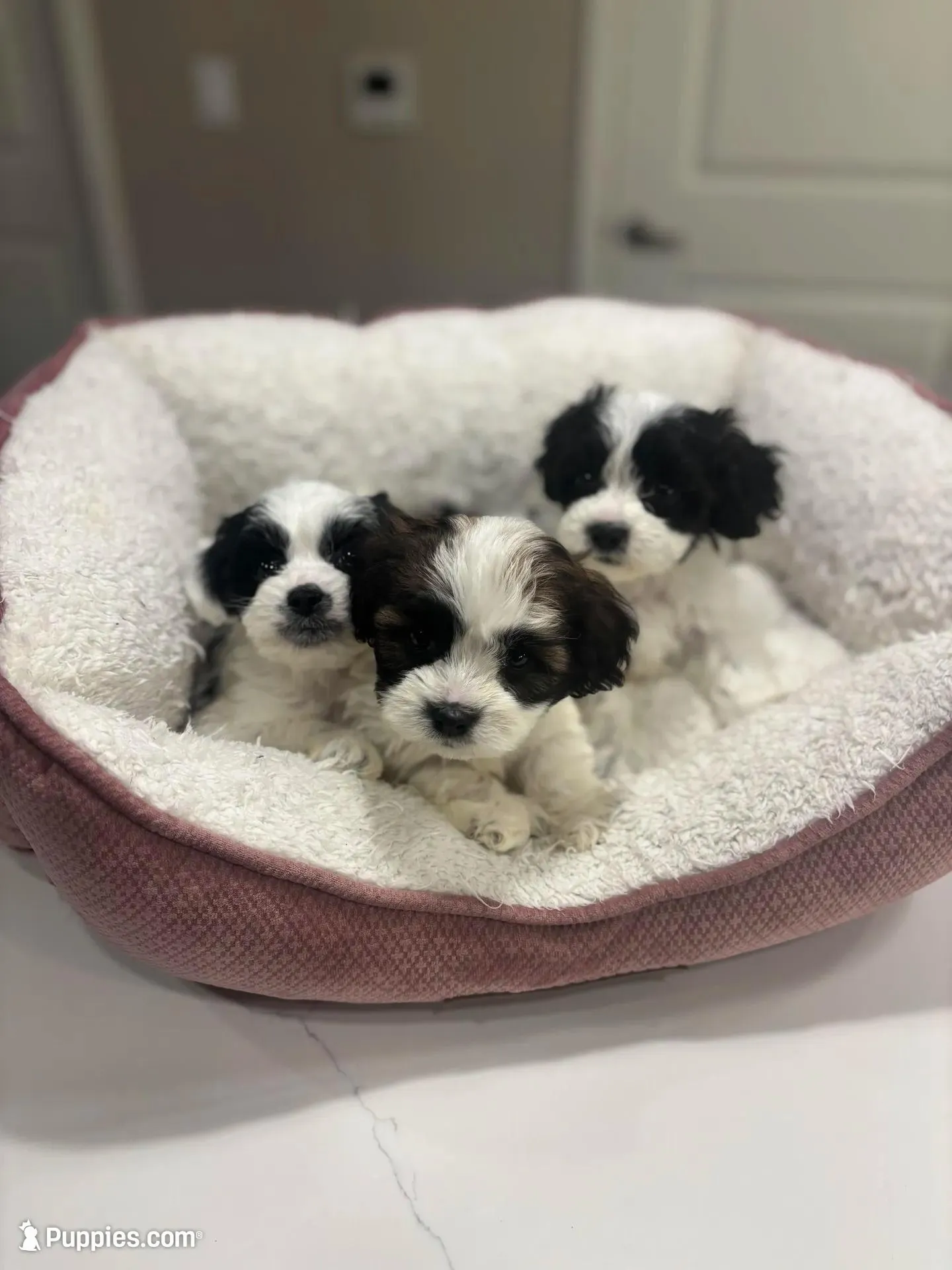 Benji, a male Maltipoo for sale in Sacramento, CA – Photo 3 of 3