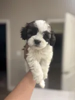 Benji, a male Maltipoo for sale in Sacramento, CA – Photo 2 of 3
