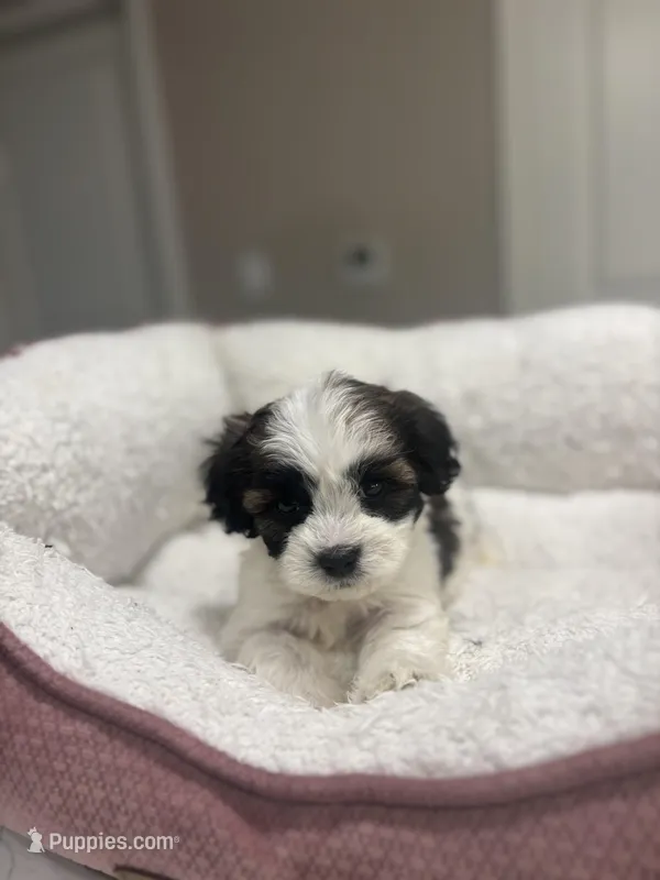 Benji – Maltipoo puppy for sale in Sacramento, CA