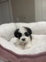 Benji, a male Maltipoo for sale in Sacramento, CA – Photo 1 of 3