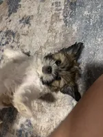 Bingo , a male Shih Tzu for sale in Sacramento, CA – 5 of 7