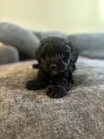 Onyx, a male Maltipoo for sale in Sacramento, CA – 4 of 5