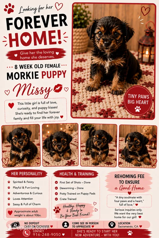 Missy 💋  – Morkie puppy for sale in Sacramento, CA