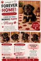 Missy 💋 , a female Morkie for sale in Sacramento, CA – 1 of 2