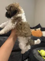 Bingo , a male Shih Tzu for sale in Sacramento, CA – 6 of 7