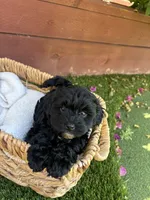 Daisy, a female Yorkipoo for sale in Sacramento, CA – 3 of 4
