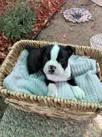 Benny , a male Boston Terrier for sale in Sacramento, CA – 2 of 3