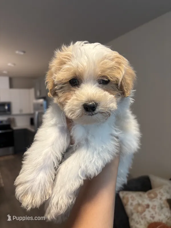 Milo – Maltipoo puppy for sale in Sacramento, CA