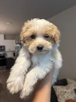 Milo, a male Maltipoo for sale in Sacramento, CA – 1 of 3
