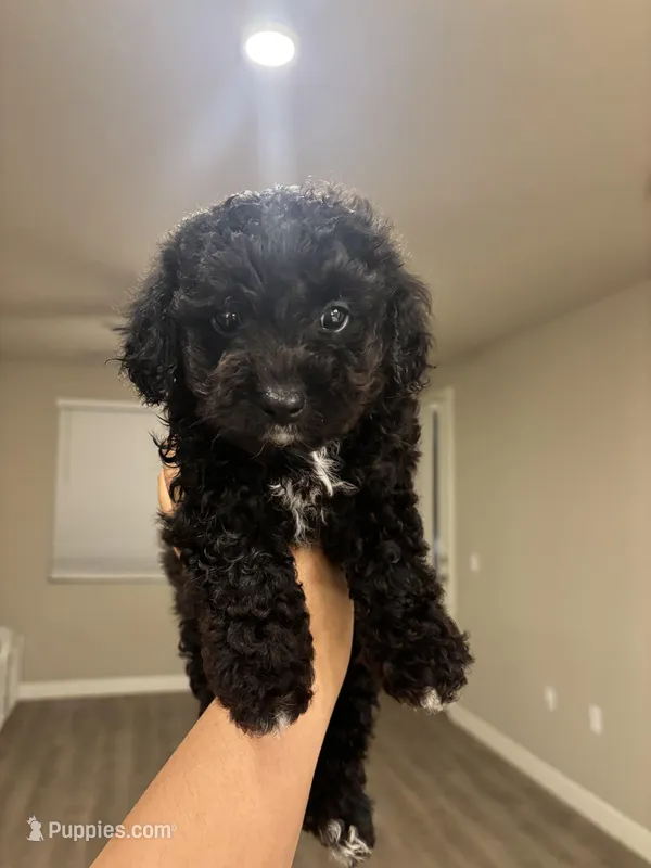 Onyx – Poodle - Toy  puppy for sale in Sacramento, CA
