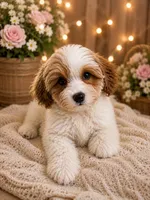Milo, a male Maltipoo for sale in Sacramento, CA – 3 of 3