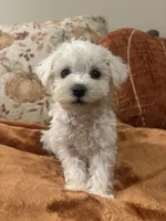 Benji, a male Poodle - Toy  for sale in Sacramento, CA – 3 of 4