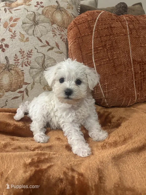 Benji – Poodle - Toy  puppy for sale in Sacramento, CA