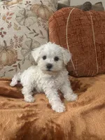 Benji, a male Poodle - Toy  for sale in Sacramento, CA – 1 of 4
