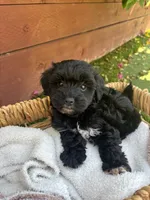 Bella, a female Yorkipoo for sale in Sacramento, CA – 2 of 4