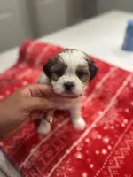 Jr , a male Shih Tzu for sale in Sacramento, CA – Photo 2 of 3