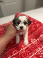 Jr , a male Shih Tzu for sale in Sacramento, CA – Photo 1 of 3