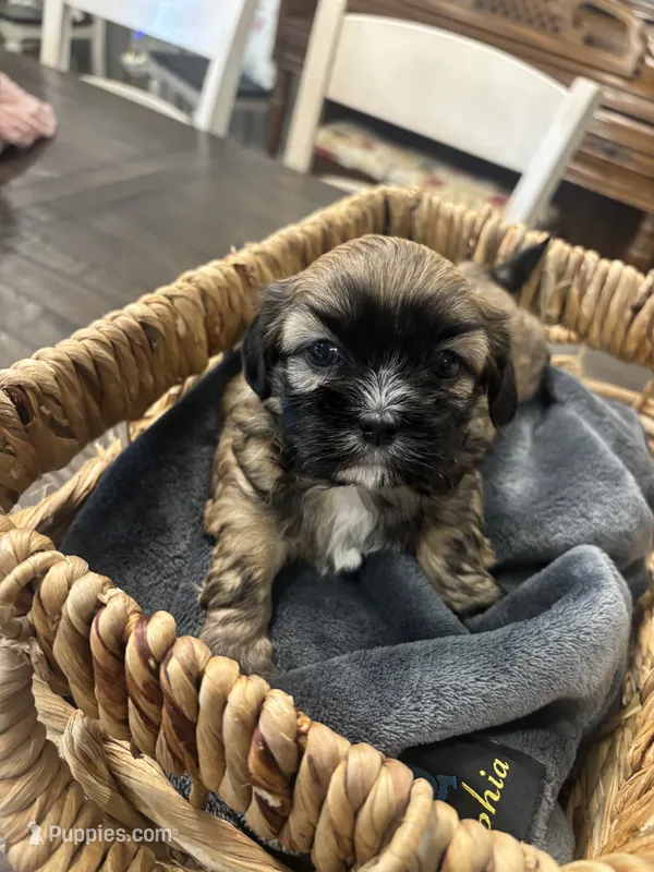 Luna – Shih Tzu puppy for sale in Sacramento, CA