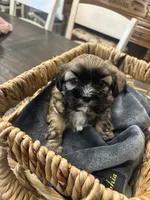 Luna, a female Shih Tzu for sale in Sacramento, CA – 1 of 3