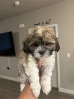 Bingo , a male Shih Tzu for sale in Sacramento, CA – 4 of 7