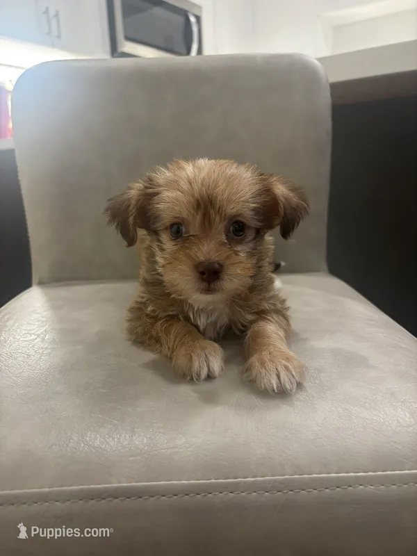 Duke – Shorkie puppy for sale in Sacramento, CA