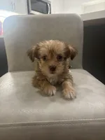 Duke, a male Shorkie for sale in Sacramento, CA – 1 of 2